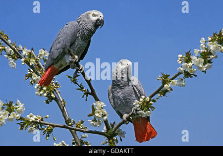 AFRIKANISCHES Grau-Papagei Psittacus Erithacus, Erwachsene ON BRANCH Stockfoto
