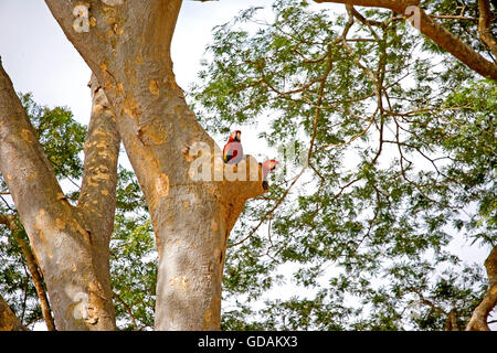 Scarlet Ara, Ara Macao, paar am Nest, Los Lianos in Venezuela Stockfoto