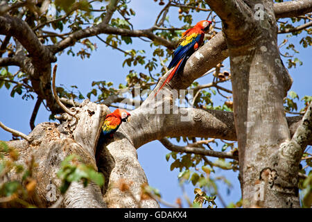 Scarlet Ara, Ara Macao-paar in der Nähe von Nest, Los Lianos in Venezuela Stockfoto