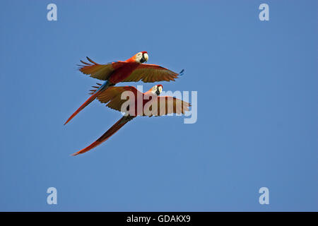 Scarlet Ara, Ara Macao, paar auf der Flucht, Los Lianos in Venezuela Stockfoto