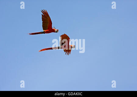 Scarlet Ara, Ara Macao, paar auf der Flucht, Los Lianos in Venezuela Stockfoto