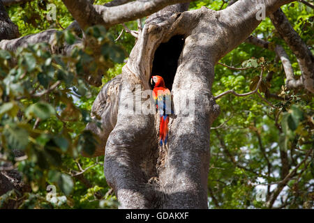 Scarlet Ara, Ara Macao, Erwachsenen am Nest, Los Lianos in Venezuela Stockfoto