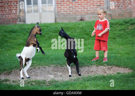 JUNGE BLICK AUF KÄMPFEN ZIEGEN, CERZA ZOOLOGISCHEN PARK IN DER NORMANDIE Stockfoto