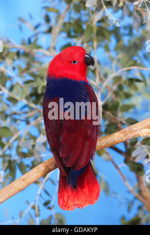 Edelpapagei, Eclectus Roratus, Weiblich auf Ast Stockfoto