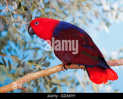 EDELPAPAGEI Eclectus Roratus, weiblichen ON Zweig Stockfoto