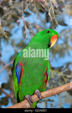 Edelpapagei, Eclectus Roratus, männlich auf Ast Stockfoto