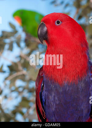 Paar Edelpapagei, Eclectus Roratus Sängerinnen rot und grün Stockfoto