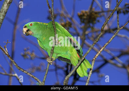 Gelb-gekrönte Amazon Parrot, Amazona Ochrocephala, Erwachsene auf Ast Stockfoto