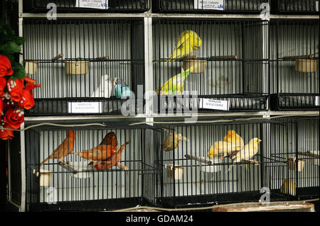 Vögel im Käfig, der Vogelmarkt, Île De La Cité in Paris Stockfoto