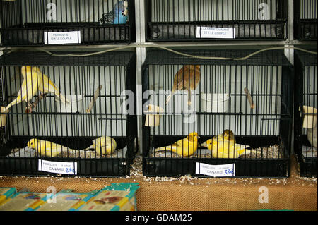 Vögel im Käfig, der Vogelmarkt, Île De La Cité in Paris Stockfoto