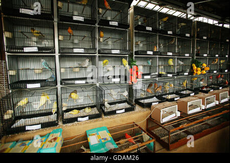 Vögel im Käfig, der Vogelmarkt, Île De La Cité in Paris Stockfoto