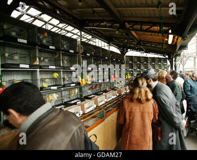 Vögel im Käfig, der Vogelmarkt, Île De La Cité in Paris Stockfoto