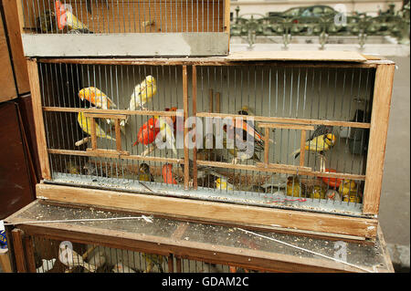 Vogelmarkt auf der Ile De La Cité in Paris, Vögel im Käfig Stockfoto