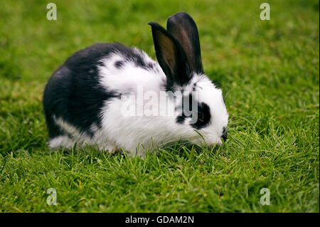 Französische Kaninchen namens Geant Papillon Francais, Erwachsene auf Rasen Stockfoto