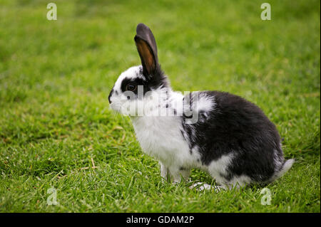 Französisch Hauskaninchen genannt Geant Papillon Francais Stockfoto