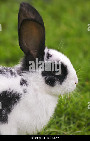 Französisch Hauskaninchen genannt Geant Papillon Francais Stockfoto