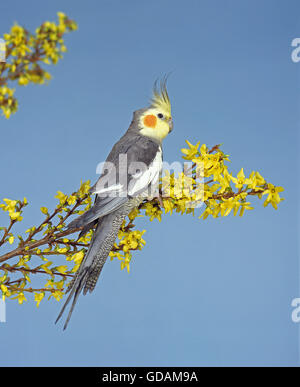 NYMPHENSITTICH Nymphicus hollandicus Stockfoto