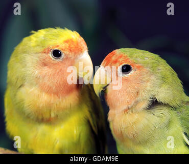 Rosig konfrontiert Lovebird, Agapornis Roseicollis, Porträt von Erwachsenen Stockfoto