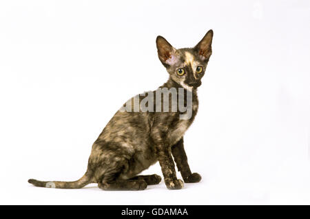 Rex Cornish Hauskatze, Kätzchen sitzen vor weißem Hintergrund Stockfoto