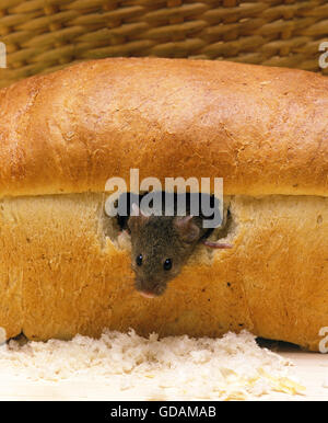 Hausmaus, Mus Musculus in Brot Stockfoto