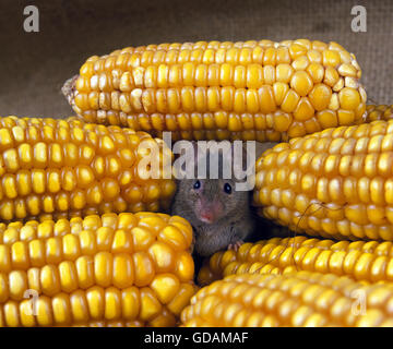 Hausmaus, Mus Musculus in Maiskolben Stockfoto