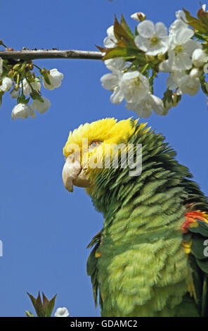 Gelbe Spitze Papagei, Amazona Oratrix, Erwachsene auf Ast Stockfoto