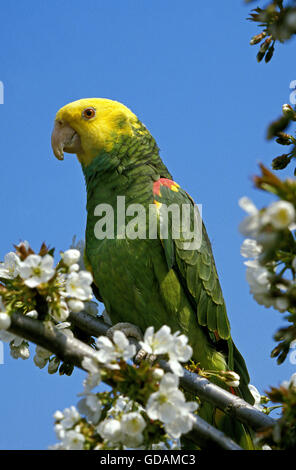 Gelbe Spitze Papagei, Amazona Oratrix, Erwachsene auf Ast Stockfoto