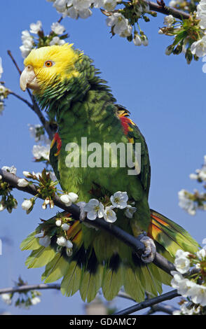 Unter der Leitung von gelb Parrot, Amazona Oratrix, Erwachsene auf Ast Stockfoto