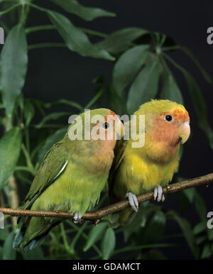 Rosig konfrontiert Lovebird, Agapornis roseicollis Stockfoto