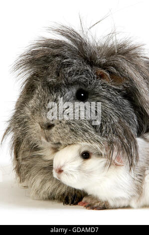 Lange Haare Meerschweinchen, Cavia Porcellus weißen Hintergrund Stockfoto