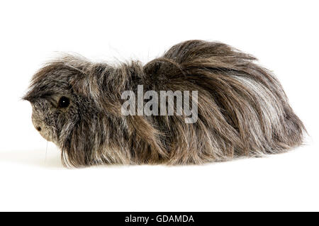 Lange Haare Meerschweinchen, Cavia Porcellus weißen Hintergrund Stockfoto