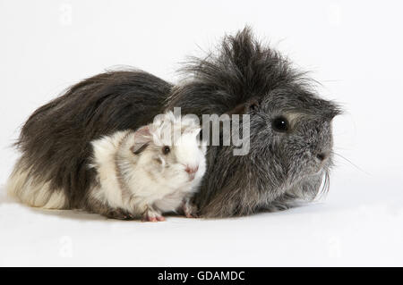 Lange Haare Meerschweinchen, Cavia Porcellus weißen Hintergrund Stockfoto