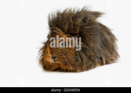 Lange Haare Meerschweinchen, Cavia Porcellus weißen Hintergrund Stockfoto