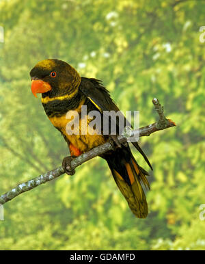 Altrosa Lory, Pseudeos Fuscata, Erwachsene auf Ast Stockfoto