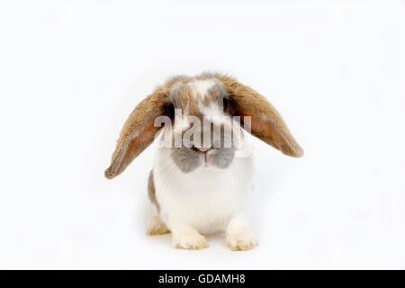 TRICOLOR HÄNGEOHRIGEN KANINCHEN, ERWACHSENEN VOR WEIßEM HINTERGRUND Stockfoto