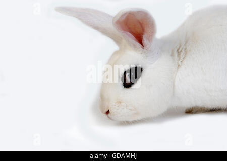 Hotot Inland Rabit vor weißem Hintergrund, Rasse aus der Normandie Stockfoto