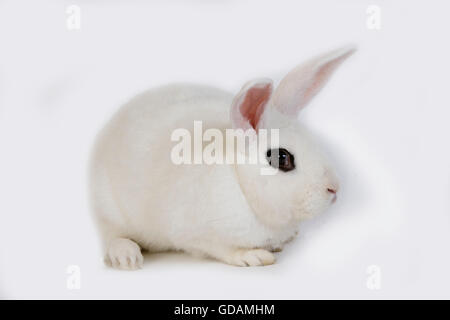 Hotot inländische Kaninchen, eine Rasse aus der Normandie Stockfoto