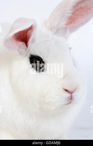 Hotot Inland Rabit vor weißem Hintergrund, Rasse aus der Normandie Stockfoto