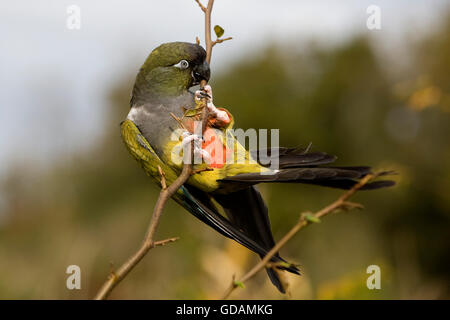 Patagonian Conure oder Graben Sittich, Cyanoliseus Patagonus, Erwachsene auf Ast Stockfoto