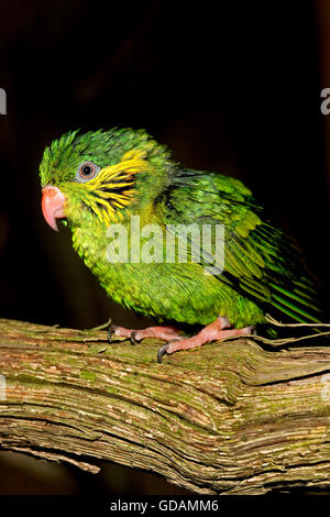 WEIBLICHE RED-FLANKED LORIKEET Charmosyna Placentis ON A BRANCH vor schwarzem Hintergrund Stockfoto