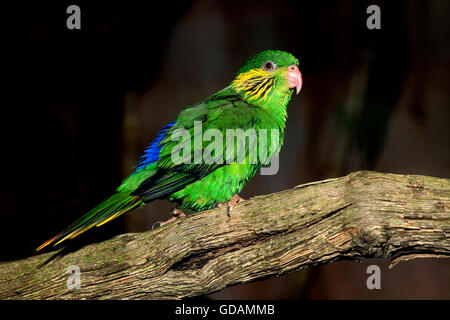 Buchse, Rot - FLANKIERT LORIKEET charmosyna placentis auf einem Zweig Stockfoto