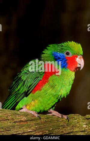 ROT-flankiert LORIKEET Charmosyna Placentis, männlichen ON Zweig Stockfoto