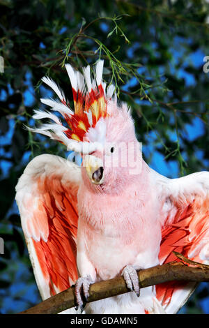 Rosa Kakadu oder großen MITCHELLS Kakadu Cacatua leadbeateri Stockfoto