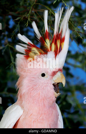 Rosa Kakadu oder großen MITCHELLS Kakadu Cacatua leadbeateri Stockfoto