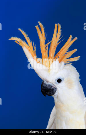 CITRON-CRESTED Kakadu Cacatua Sulphurea Citrinocristata, Porträt von Erwachsenen Stockfoto