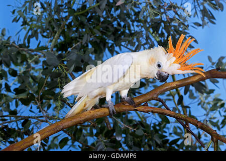 CITRON-CRESTED Kakadu Cacatua Sulphurea Citrinocristata, Erwachsene ON BRANCH Stockfoto