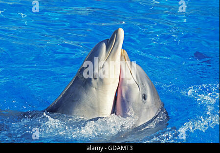 Tümmler, Tursiops Truncatus, lustige Haltung Stockfoto