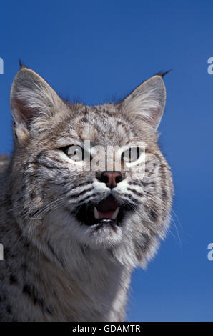 Bobcat, Lynx Rufus, Porträt von Erwachsenen gegen blauen Himmel, Kanada Stockfoto