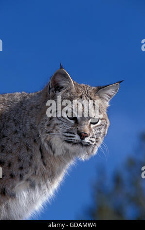 Bobcat, Lynx Rufus, Porträt von Erwachsenen gegen blauen Himmel, Kanada Stockfoto