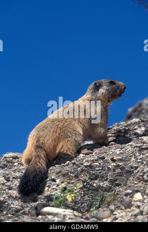 Alpine Murmeltier, Marmota Marmota, Erwachsene auf Felsen, Französische Alpen Stockfoto